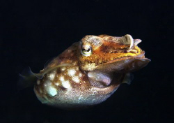 Cuttlefish by Eric Orchin 